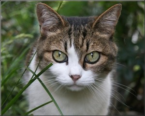 ねこ