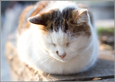 カラオケのまねきねこが無料宣言ってどうゆうこと？