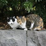 カラオケまねきねこ「朝うた」の３０分１０円って何時まで？