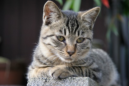 カラオケのまねきねこ高校卒業してもZEROカラ＋がある