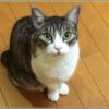 neko