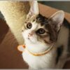 ねこ_1